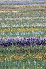 USA, Oregon. Rows of bearded iris in field Art Print